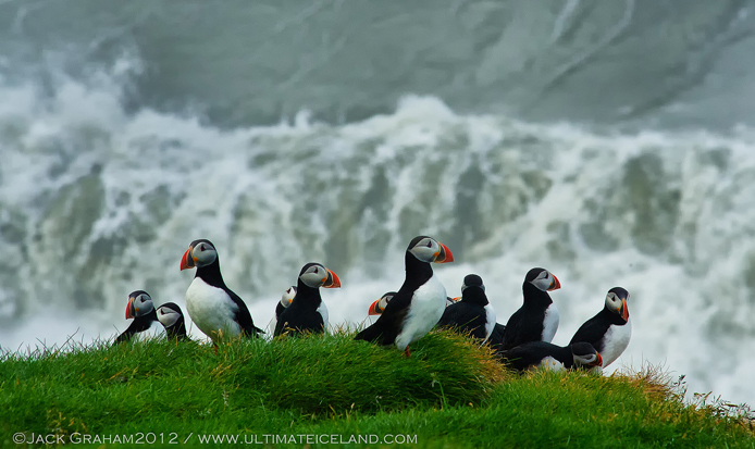 puffins in iceland by jack graham