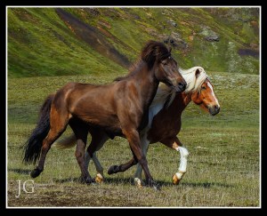 Icelandic Horses