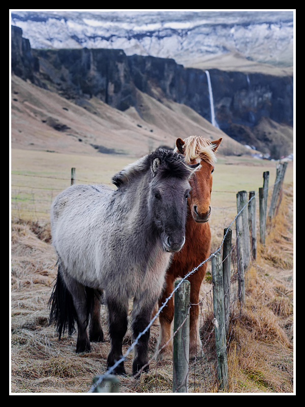 wild horse in iceland