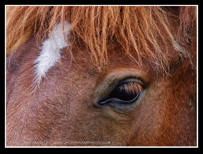wild horse in iceland