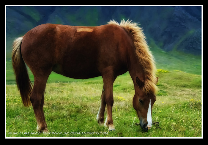 wild horse in iceland