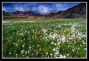 LA_I_LANDMANN4_120727_9126