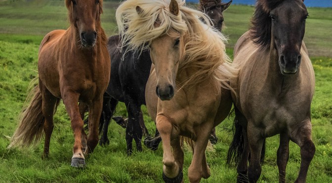 Join us in 2016 for a Greenland Expedition & Circling Iceland Photo Workshops