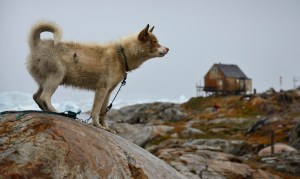 greenland sled dog