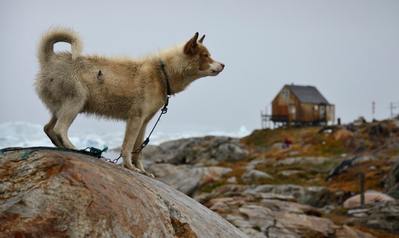 greenland sled dog