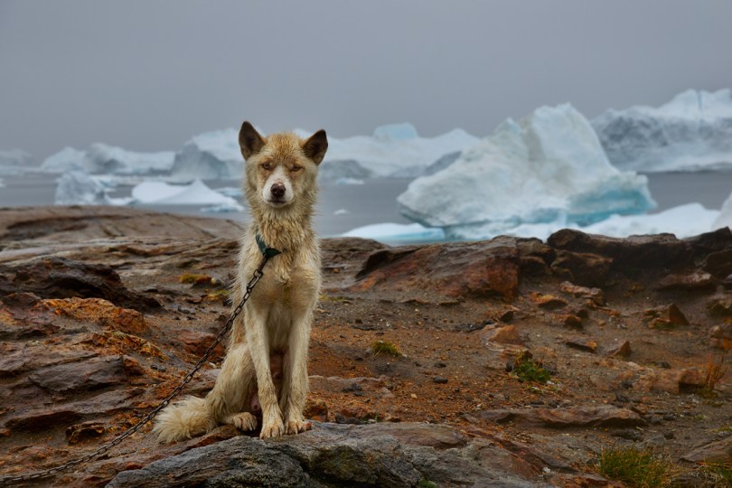 greenland sled dog